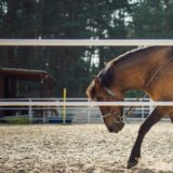 Reiten im Harz: Reittouren auf Pferden
