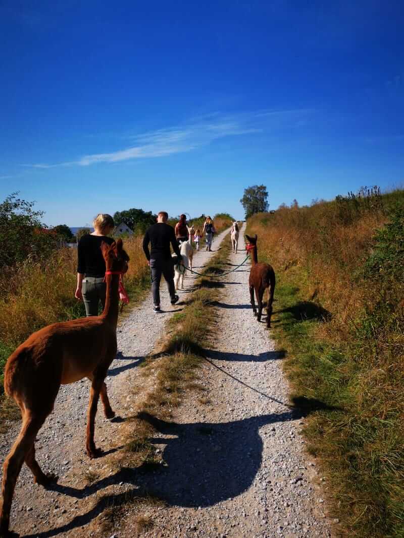 Alpaka Wanderung Harz