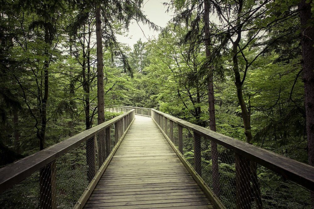 Baumwipfelpfad Harz