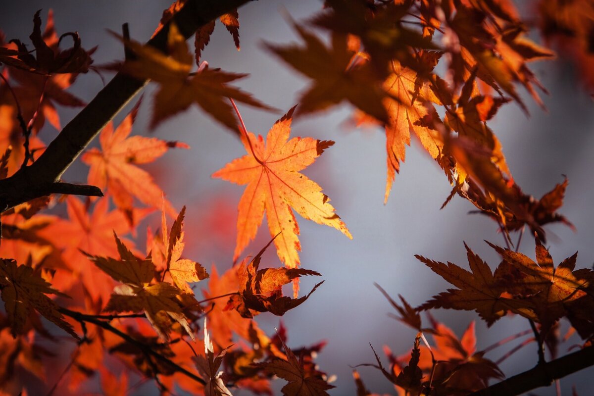 herbstferien-harz-1200x800.jpg